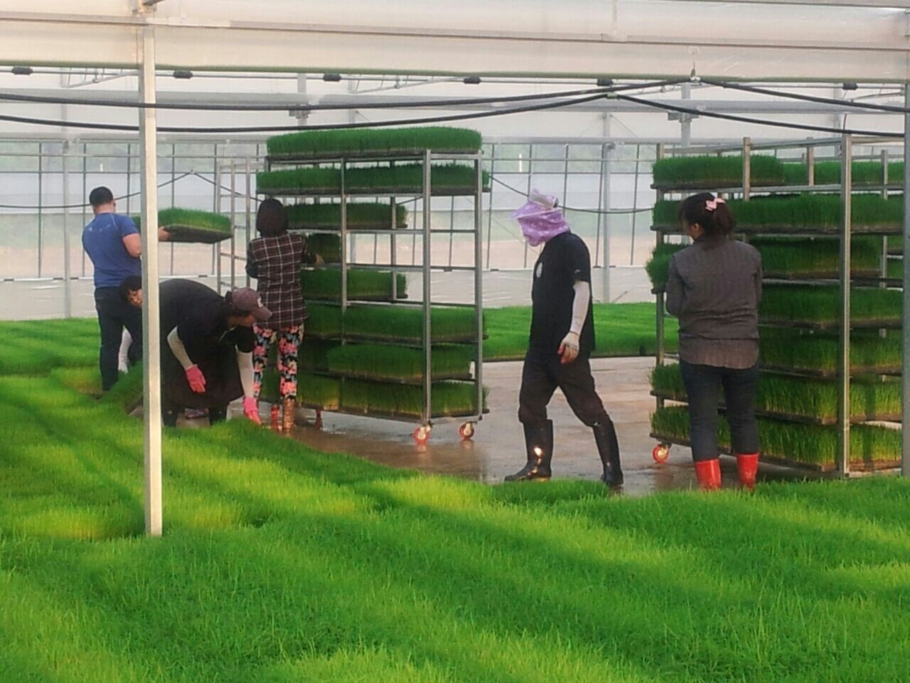 2015년 벼자동화육묘장 직원인력지원.. 대표 이미지